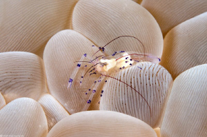 bubble coral shrimp by Mathieu Foulquié 